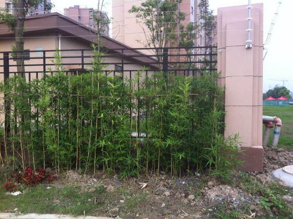 自己用竹子手工打造钓鱼竿，附上完整设计图和流程图