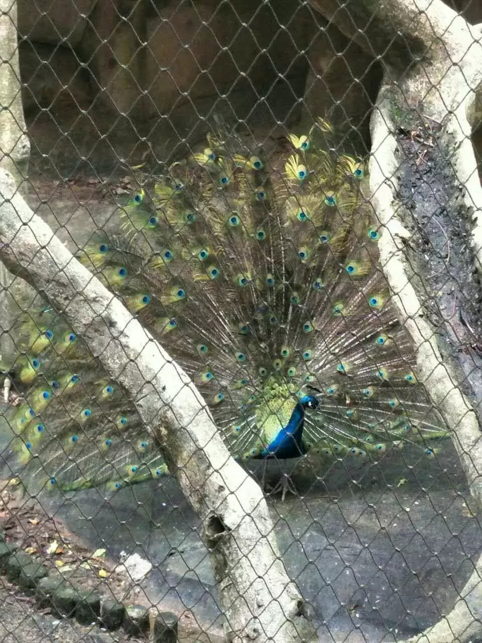 深圳青青世界酒店,深圳青青世界旅游大全