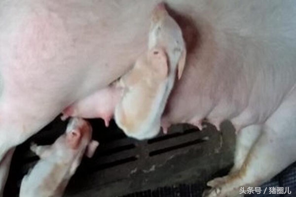 母猪产子肥胖有什么影响,母猪过于肥胖怀孕有影响吗