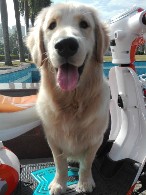 金毛挑食不吃狗粮只吃肉,五个月金毛喂米饭不吃狗粮