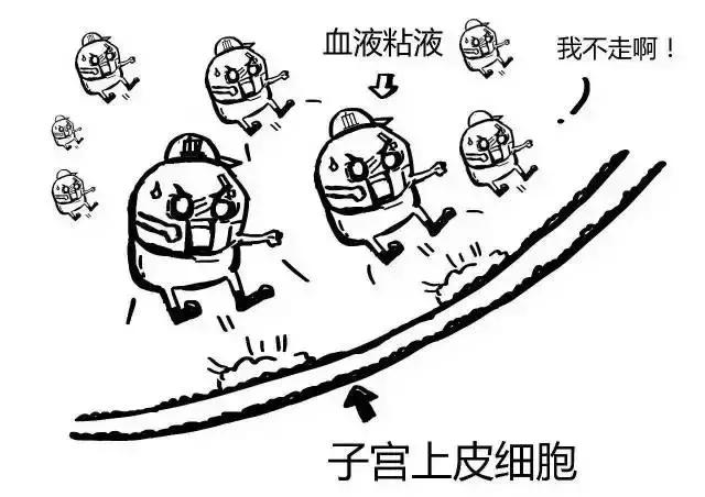 小狗屁股流血是来大姨妈吗,狗狗屁股出血是来例假了吗