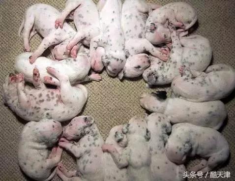 怎样知道家里的狗狗是串串 (怎么知道我家狗是什么串串)