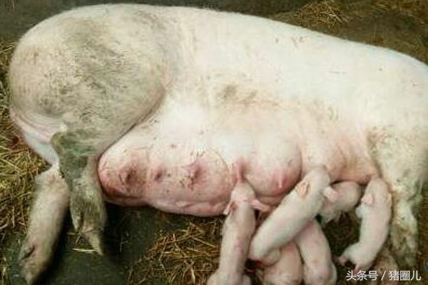 母猪产子肥胖有什么影响,母猪过于肥胖怀孕有影响吗