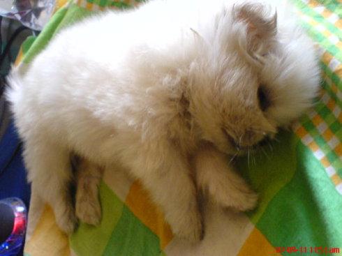 选择汪星人只看价格？真实经历告诉你为何不要贪便宜