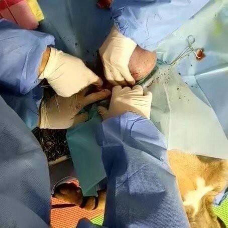 见过狗狗剖腹产吗？今天本兽医就带你来见识一下！