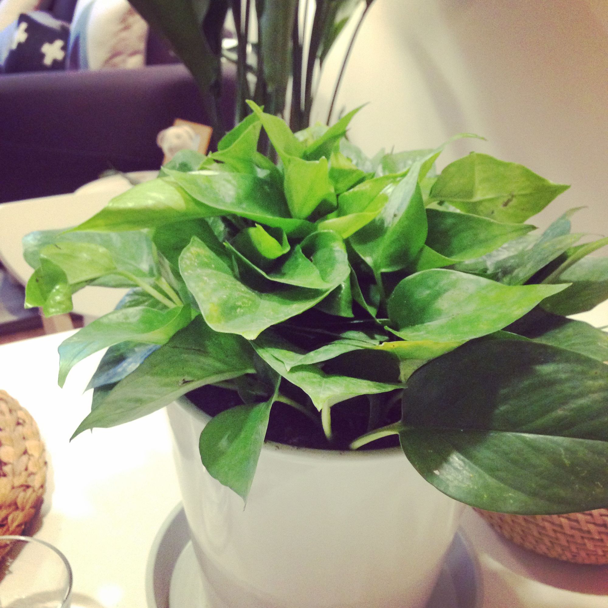 北欧风格家居小窝,北欧时尚小窝设计