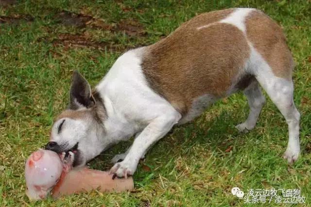 关注！骨头可以杀死狗！