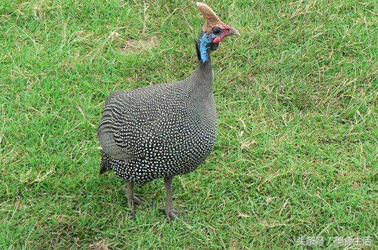 探秘科特迪瓦饮食文化原来非洲人都吃这个