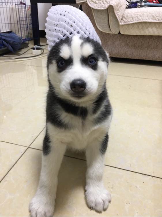 哈士奇的正确饲养方法有哪些,这才是哈士奇的正确遛法