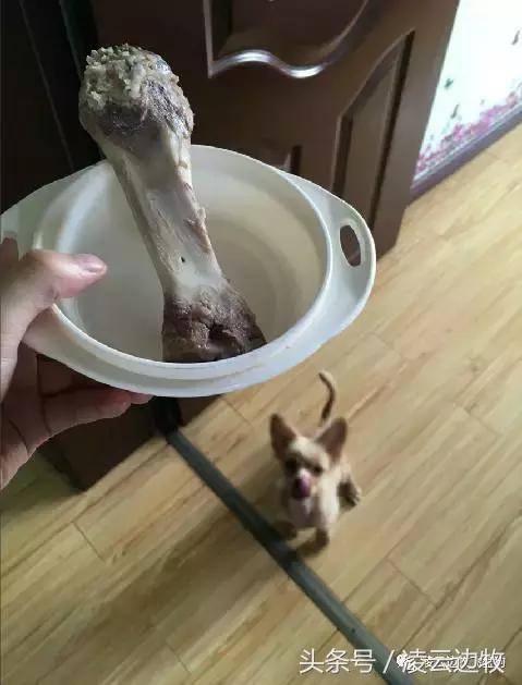 关注！骨头可以杀死狗！