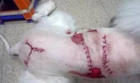 育肥阶段猪外伤怎么治疗,猪外伤最佳治疗方法