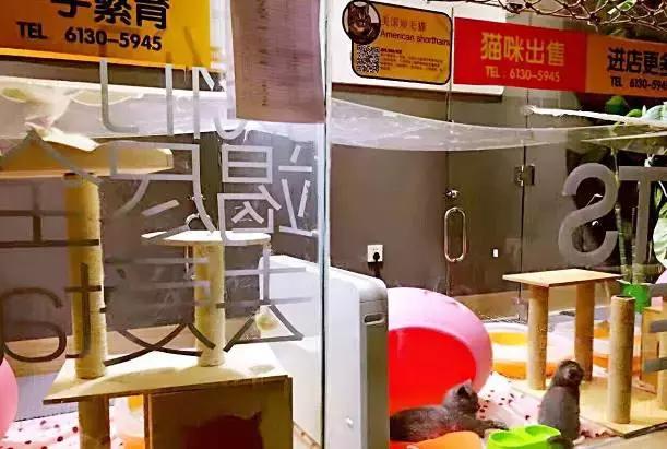 成都宠物寄养基地,成都狗狗寄养