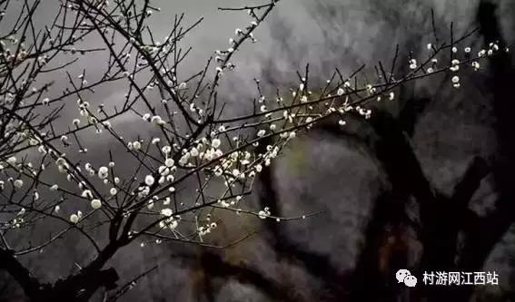 青岛冬季赏梅花的好去处,冬季梅花旅游攻略