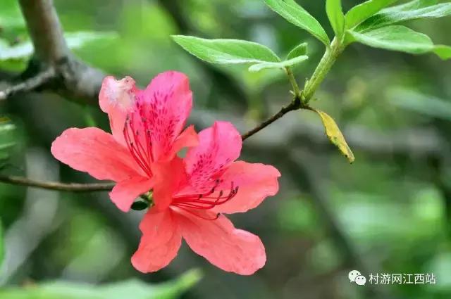 农村五大野果你吃过几种,农村山里的野果有哪些