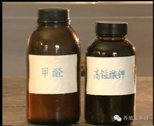 爱佳集团杨经理,杨文斌的养殖场