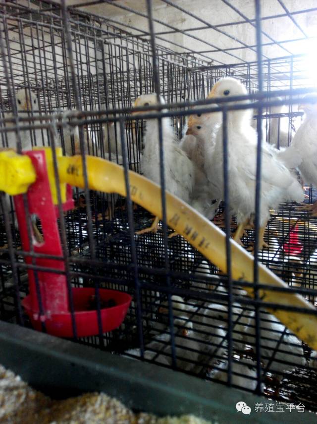 爱佳集团杨经理,杨文斌的养殖场