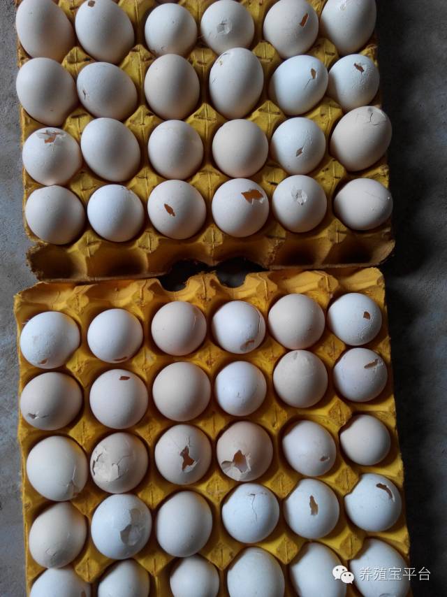 爱佳集团杨经理,杨文斌的养殖场