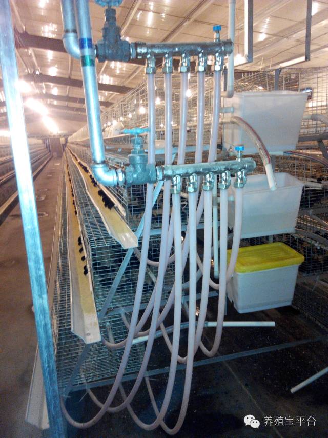 爱佳集团杨经理,杨文斌的养殖场