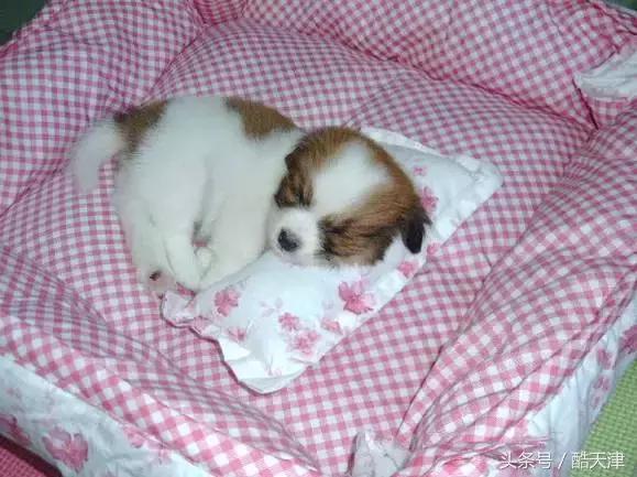 怎样知道家里的狗狗是串串 (怎么知道我家狗是什么串串)