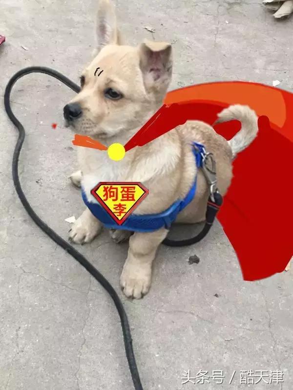 怎样知道家里的狗狗是串串 (怎么知道我家狗是什么串串)