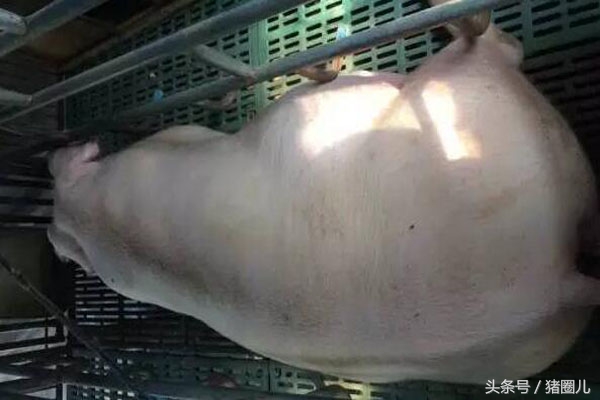 母猪产子肥胖有什么影响,母猪过于肥胖怀孕有影响吗