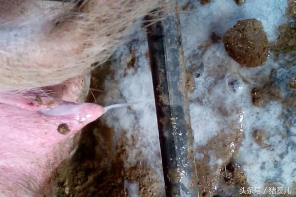 母猪产子肥胖有什么影响,母猪过于肥胖怀孕有影响吗