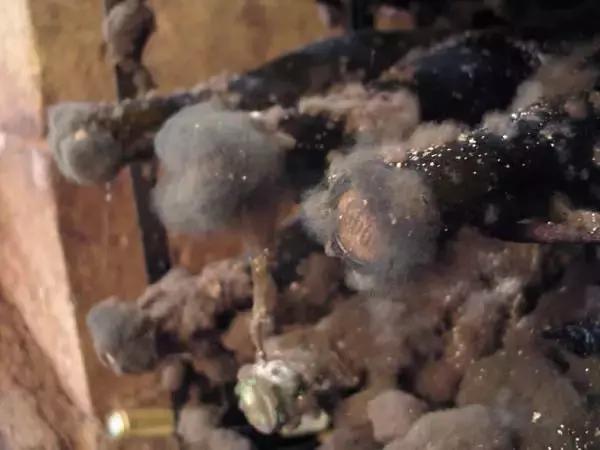 泡的酒发霉了还能喝吗,酒塞上有霉斑的酒还能喝吗