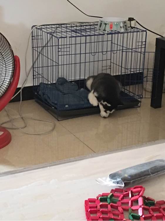 哈士奇的正确饲养方法有哪些,这才是哈士奇的正确遛法