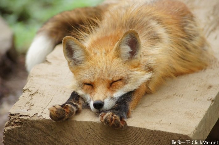 毛茸茸天堂蔵王狐狸村让你享受被狐狸淹没的幸福感