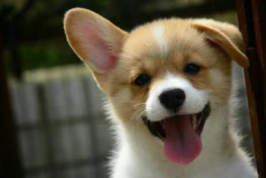 选择汪星人只看价格？真实经历告诉你为何不要贪便宜