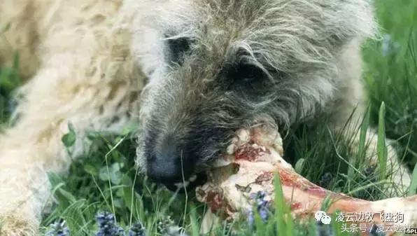 关注！骨头可以杀死狗！