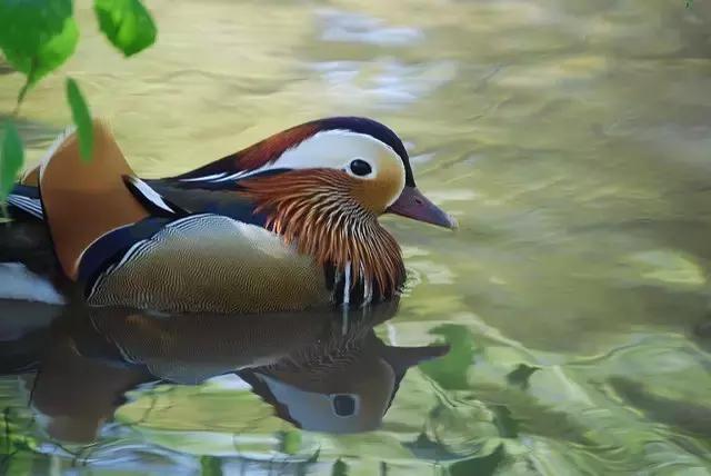 鎮﹁娉板浗鏃呰,浜氭床寤変环鑸┖瀹樼綉