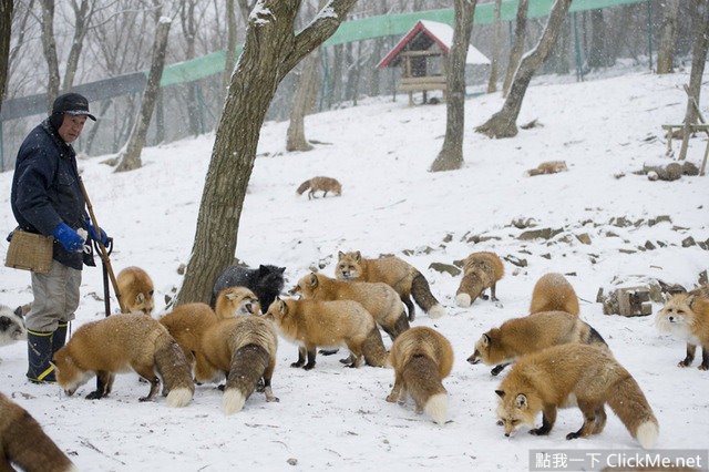 毛茸茸天堂蔵王狐狸村让你享受被狐狸淹没的幸福感