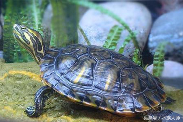 巴西龟不张开嘴怎么回事,小巴西龟一直张开嘴巴怎么办