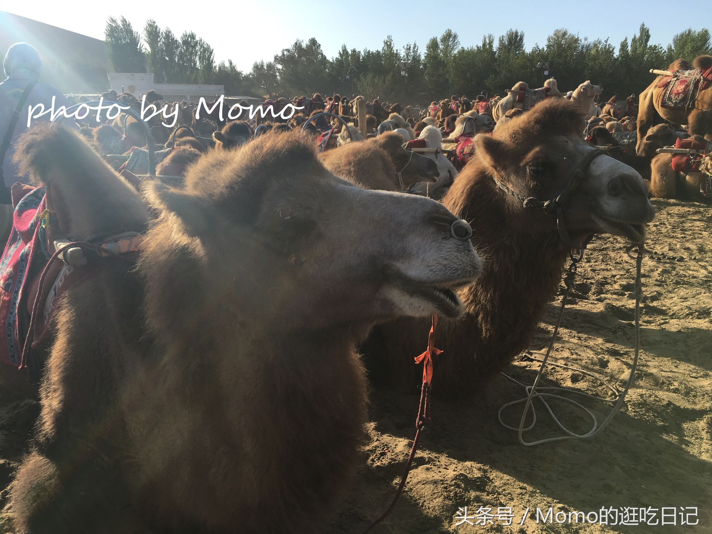 骑骆驼是怎样的一种感受？