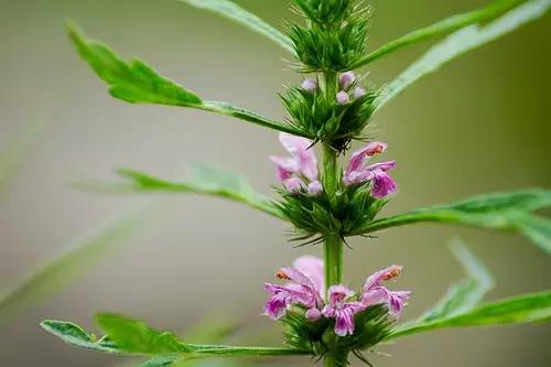 中医治斑是吃中药还是擦脸,中医阴斑和阳斑