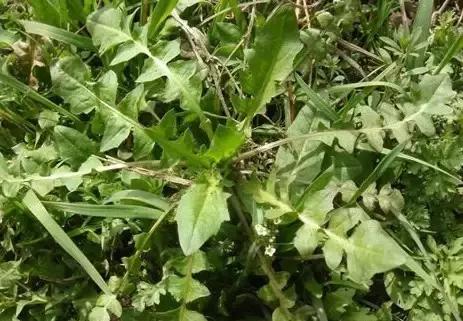 云南人再贵也要吃野生菌,云南人吃过最奢侈的一道菜