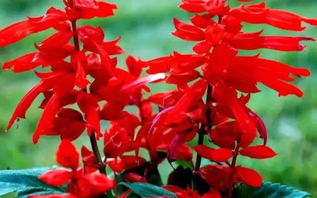 云南人再贵也要吃野生菌,云南人吃过最奢侈的一道菜