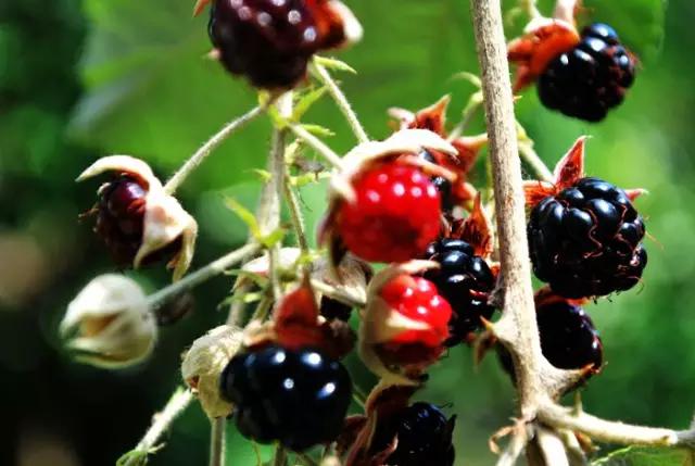 云南人再贵也要吃野生菌,云南人吃过最奢侈的一道菜