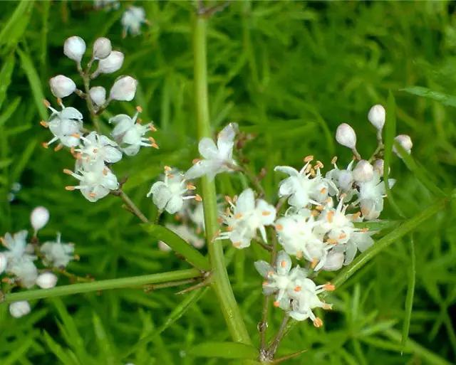 云南人再贵也要吃野生菌,云南人吃过最奢侈的一道菜