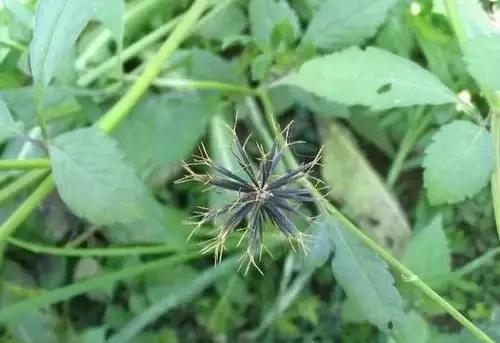 云南人再贵也要吃野生菌,云南人吃过最奢侈的一道菜