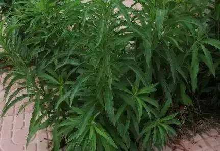 云南人再贵也要吃野生菌,云南人吃过最奢侈的一道菜