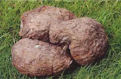 云南人再贵也要吃野生菌,云南人吃过最奢侈的一道菜