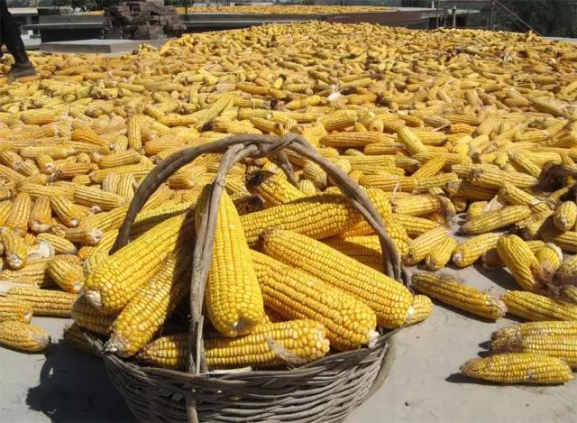 地坑院特色美食,地坑院特色小吃