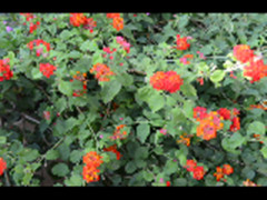 哥斯达黎加有哪些红色的花,哥斯达黎加月季花