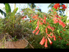 哥斯达黎加有哪些红色的花,哥斯达黎加月季花