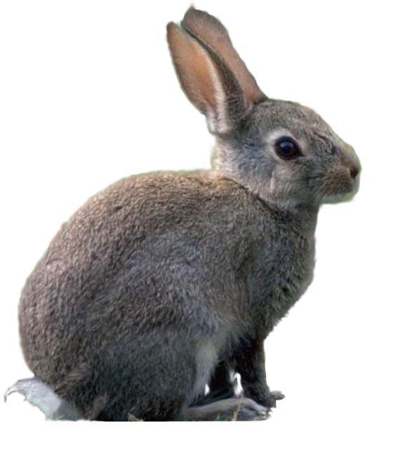 小兔子撒尿怎么解决,小兔子三天没拉怎么解决