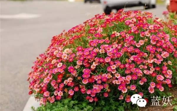 怎样才可以把玛格丽特花养好,玛格丽特花养多久爆花