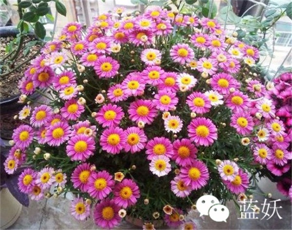 怎样才可以把玛格丽特花养好,玛格丽特花养多久爆花