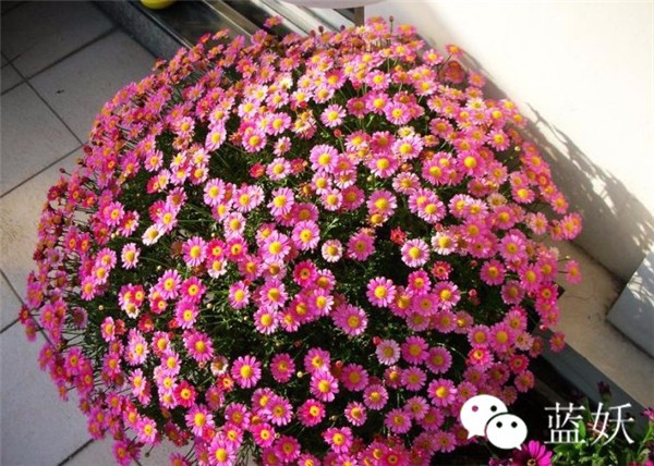 怎样才可以把玛格丽特花养好,玛格丽特花养多久爆花